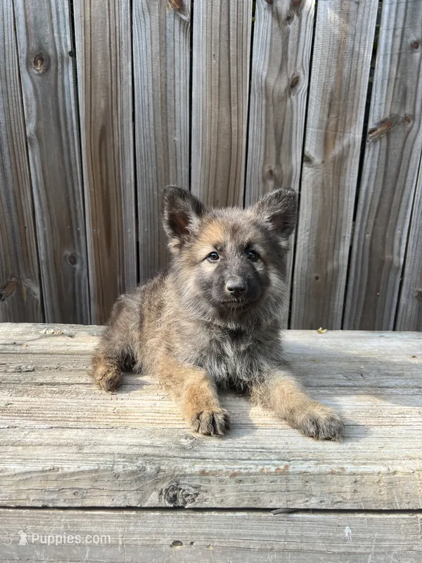 Female 2 – German Shepherd Dog puppy for sale in Hurst, TX