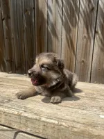 Male , a male German Shepherd Dog for sale in Hurst, TX – 1 of 4