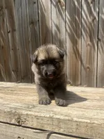 Female 3, a female German Shepherd Dog for sale in Hurst, TX – 3 of 5