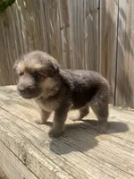 Male , a male German Shepherd Dog for sale in Hurst, TX – 3 of 4