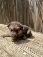Male , a male German Shepherd Dog for sale in Hurst, TX – 2 of 4
