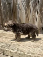 Male , a male German Shepherd Dog for sale in Hurst, TX – 4 of 4