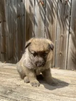 Female 1, a female German Shepherd Dog for sale in Hurst, TX – 2 of 5