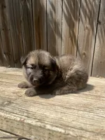 Female 3, a female German Shepherd Dog for sale in Hurst, TX – 5 of 5