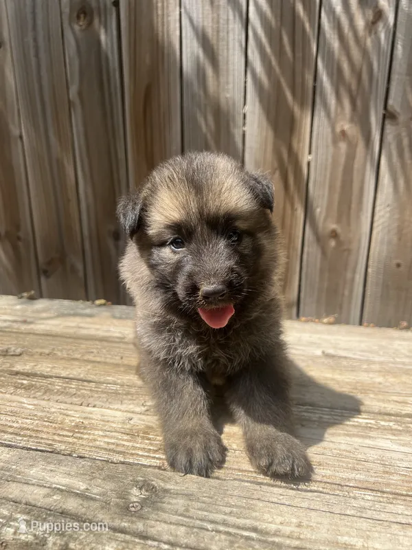 Female 3 – German Shepherd Dog puppy for sale in Hurst, TX