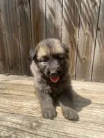 Female 3, a female German Shepherd Dog for sale in Hurst, TX – 1 of 5