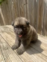 Female 3, a female German Shepherd Dog for sale in Hurst, TX – 2 of 5