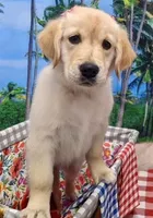 Puppy 2, a  Golden Retriever for sale in Port Saint Lucie, FL – Photo 1 of 2