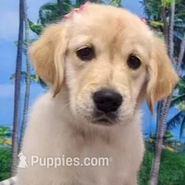 Puppy 2, a  Golden Retriever for sale in Port Saint Lucie, FL – Photo 4 of 4