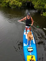 Puppy 2, a  Golden Retriever for sale in Port Saint Lucie, FL – Photo 1 of 4