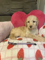 Shirley, a female Labradoodle for sale in Shell Lake, WI – 3 of 3