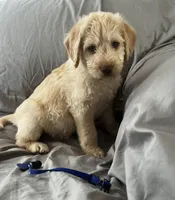 Jack, a male Labradoodle for sale in Shell Lake, WI – Photo 2 of 5