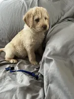 Jack, a male Labradoodle for sale in Shell Lake, WI – Photo 4 of 5