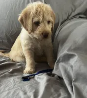 Jack, a male Labradoodle for sale in Shell Lake, WI – Photo 3 of 5