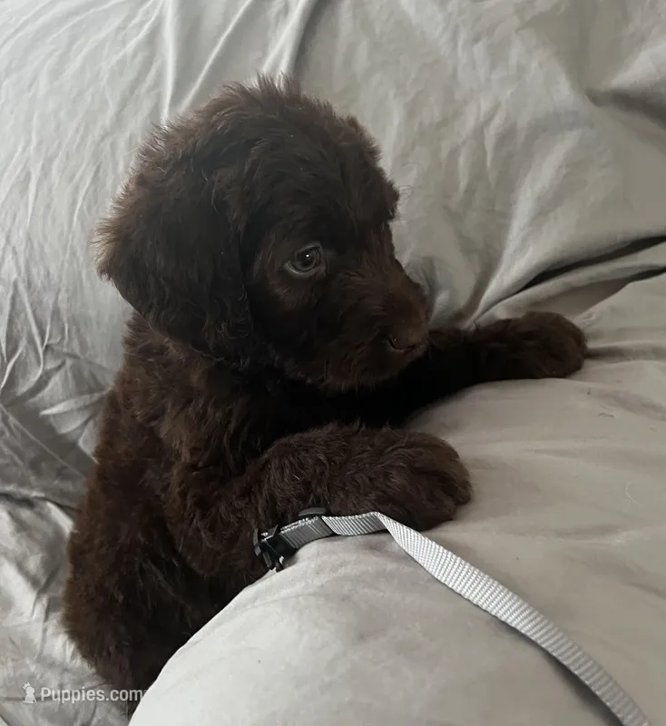 Buddy – Labradoodle puppy for sale in Shell Lake, WI