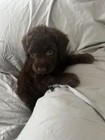 Buddy, a male Labradoodle for sale in Shell Lake, WI – Photo 5 of 5