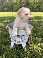 Toby, a male Labradoodle for sale in Shell Lake, WI – Photo 2 of 3