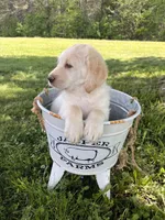 Toby, a male Labradoodle for sale in Shell Lake, WI – Photo 3 of 3
