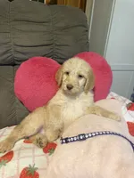 Shirley, a female Labradoodle for sale in Shell Lake, WI – 2 of 3