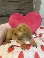 Rose, a female Labradoodle for sale in Shell Lake, WI – 3 of 3