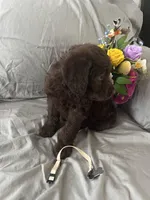 Nutmeg, a female Labradoodle for sale in Shell Lake, WI – Photo 6 of 6