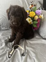 Nutmeg, a female Labradoodle for sale in Shell Lake, WI – Photo 4 of 6
