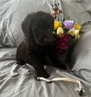 Nutmeg, a female Labradoodle for sale in Shell Lake, WI – Photo 2 of 6