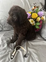 Nutmeg, a female Labradoodle for sale in Shell Lake, WI – Photo 3 of 6