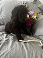 Nutmeg, a female Labradoodle for sale in Shell Lake, WI – Photo 5 of 6