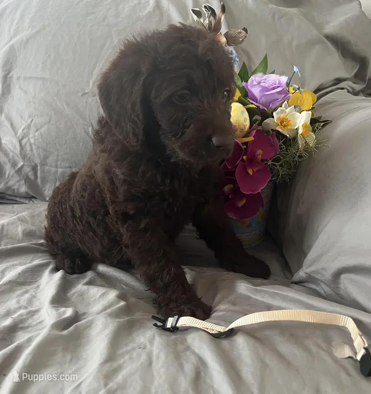 Nutmeg – Labradoodle puppy for sale in Shell Lake, WI
