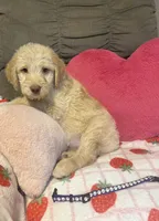 Shirley, a female Labradoodle for sale in Shell Lake, WI – 1 of 3
