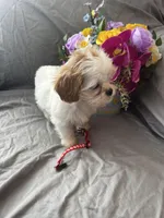 Lucy, a female Cavalier King Charles Spaniel and Shih Tzu for sale in Shell Lake, WI – Photo 4 of 9