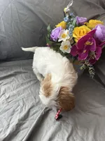 Lucy, a female Cavalier King Charles Spaniel and Shih Tzu for sale in Shell Lake, WI – Photo 9 of 9