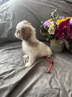 Lucy, a female Cavalier King Charles Spaniel and Shih Tzu for sale in Shell Lake, WI – Photo 8 of 9