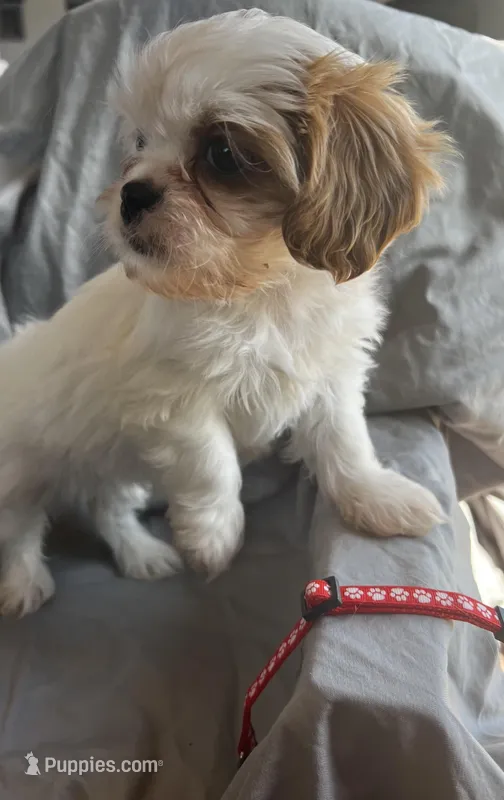 Lucy – Cavalier King Charles Spaniel, Shih Tzu puppy for sale in Shell Lake, WI