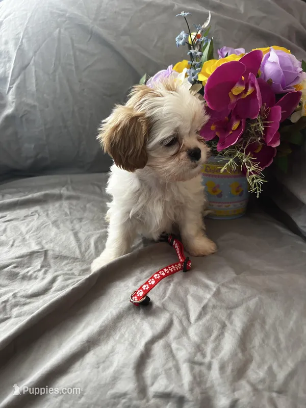 Lucy – Cavalier King Charles Spaniel, Shih Tzu puppy for sale in Shell Lake, WI