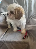 Lucy, a female Cavalier King Charles Spaniel and Shih Tzu for sale in Shell Lake, WI – Photo 6 of 9