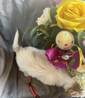 Lucy, a female Cavalier King Charles Spaniel and Shih Tzu for sale in Shell Lake, WI – Photo 5 of 9