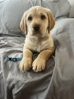Bear, a male Labradoodle for sale in Shell Lake, WI – Photo 6 of 6
