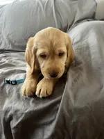 Bear, a male Labradoodle for sale in Shell Lake, WI – Photo 3 of 6