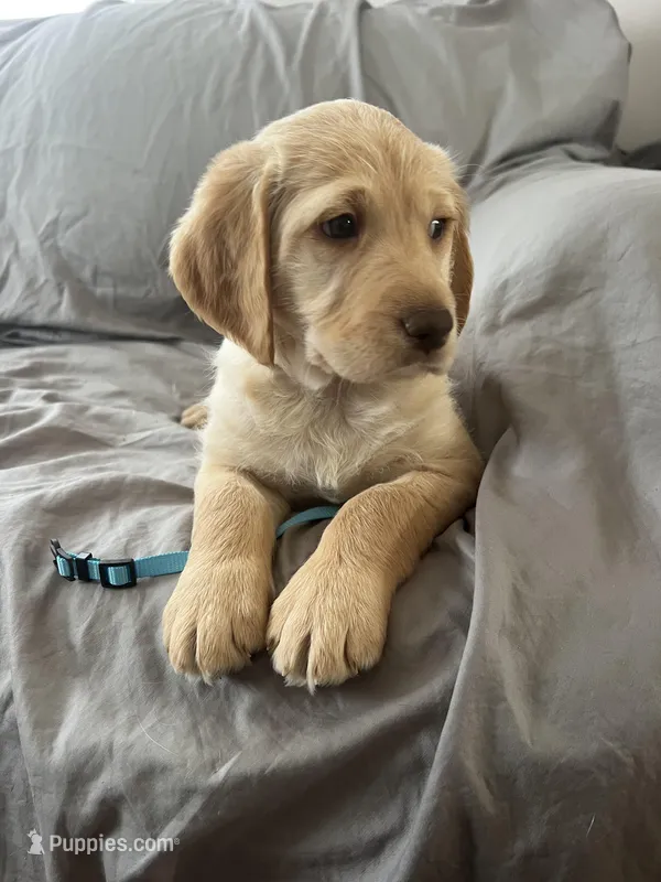 Bear – Labradoodle puppy for sale in Shell Lake, WI