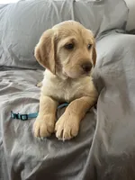 Bear, a male Labradoodle for sale in Shell Lake, WI – Photo 1 of 6