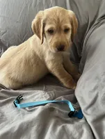 Bear, a male Labradoodle for sale in Shell Lake, WI – Photo 2 of 6