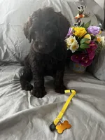 Stella, a female Labradoodle for sale in Shell Lake, WI – Photo 6 of 6