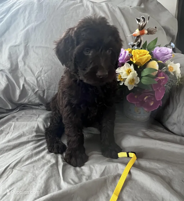 Stella – Labradoodle puppy for sale in Shell Lake, WI