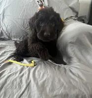 Stella, a female Labradoodle for sale in Shell Lake, WI – Photo 2 of 6