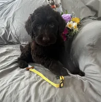 Stella, a female Labradoodle for sale in Shell Lake, WI – Photo 3 of 6