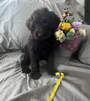 Stella, a female Labradoodle for sale in Shell Lake, WI – Photo 4 of 6