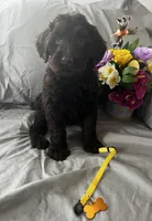 Stella, a female Labradoodle for sale in Shell Lake, WI – Photo 5 of 6