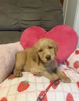 Rose, a female Labradoodle for sale in Shell Lake, WI – 1 of 3